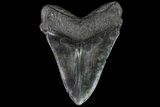 Fossil Megalodon Tooth - South Carolina #81402-2